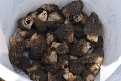 Morchella exuberans