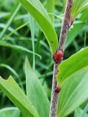 Lilioceris lilii