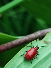 Lilioceris lilii