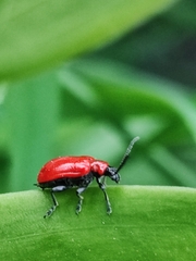 Lilioceris lilii