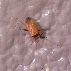 Phytocoris ramosus