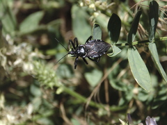 Apiomerus montanus