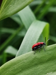 Lilioceris lilii