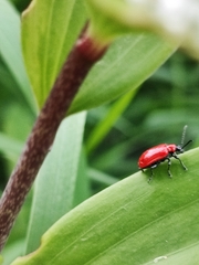 Lilioceris lilii