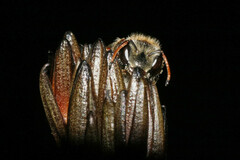 Ceratocolletes