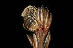 Ceratocolletes