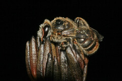 Ceratocolletes