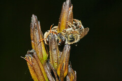 Ceratocolletes