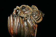 Ceratocolletes