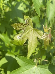 Phyllocnistis liquidambarisella