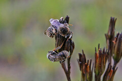 Ceratocolletes