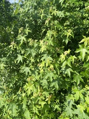 Phyllocnistis liquidambarisella