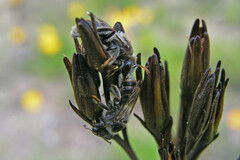 Ceratocolletes