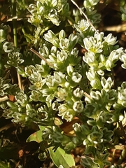 Scleranthus perennis