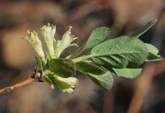 Lonicera caerulea cauriana