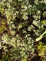 Scleranthus perennis