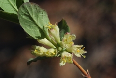 Lonicera caerulea cauriana