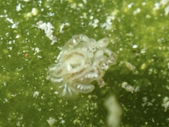 Bunodeopsis globulifera