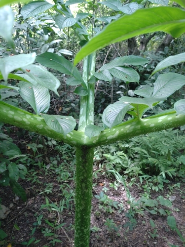 Image of Amorphophallus paeoniifolius by (c) Utain Pummarin, some rights reserved (CC BY)