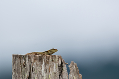 Anolis caceresae