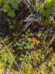 Nototriche phyllanthos