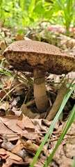 Tylopilus alboater