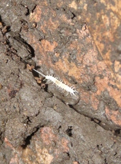 Scutigerellidae