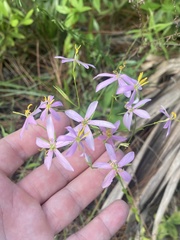 Sabatia angularis