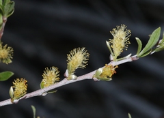 Salix eastwoodiae