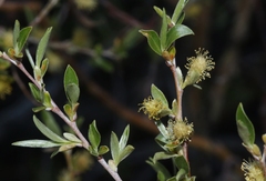 Salix eastwoodiae