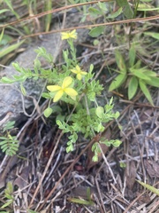 Hypericum suffruticosum