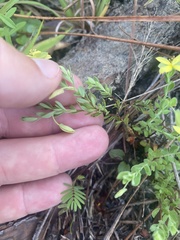 Hypericum suffruticosum