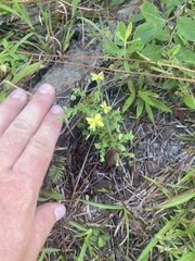 Hypericum suffruticosum