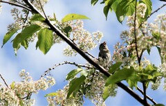 Carpodacus erythrinus grebnitskii