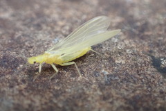 Alloperlini