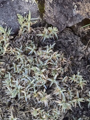 Cerastium floccosum