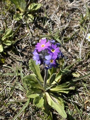 Primula laurentiana