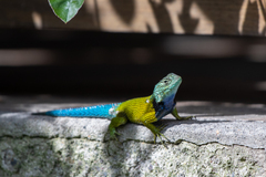 Sceloporus esperanzae