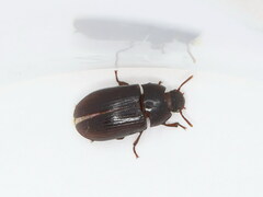 Alphitobius diaperinus