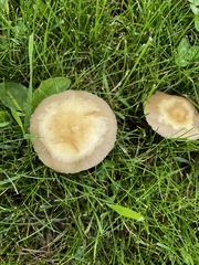 Leratiomyces riparius