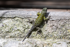Sceloporus esperanzae