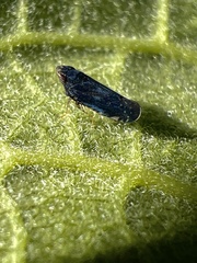 Scaphytopius frontalis