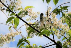 Carpodacus erythrinus grebnitskii