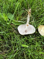 Leratiomyces riparius