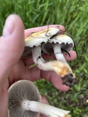 Leratiomyces riparius