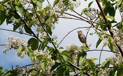 Carpodacus erythrinus grebnitskii