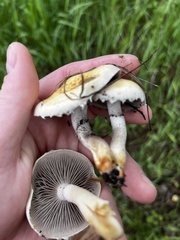 Leratiomyces riparius