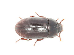 Alphitobius diaperinus