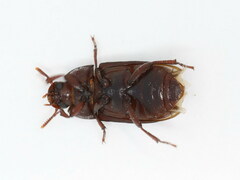 Alphitobius diaperinus