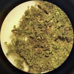 Frullania falciloba